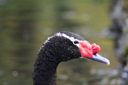 some black-necked swans in a lagoon in Chileの写真素材