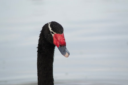 some black-necked swans in a lagoonの写真素材