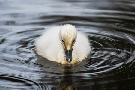 some black-necked swans in a lagoonの写真素材