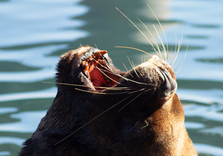a Patagonian sea lion in a port in southern Chileの写真素材
