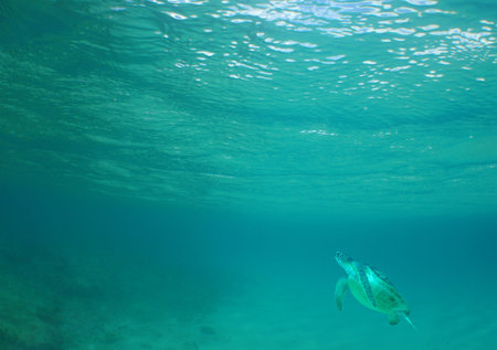 a sea turtle on a reef in the caribbean sea