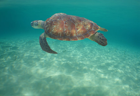 a sea turtle in the caribbean sea