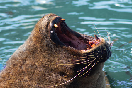 a Patagonian sea lion in a port in southern Chileの写真素材