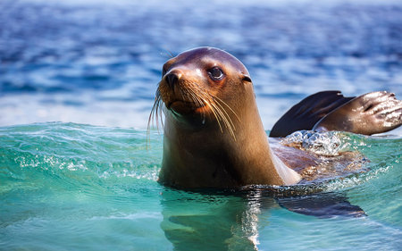a sea lion in southern Chileの写真素材