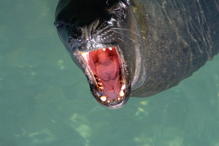 a Patagonian sea lion on the coast of Chile