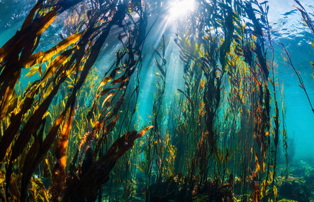 seaweed south of Chile