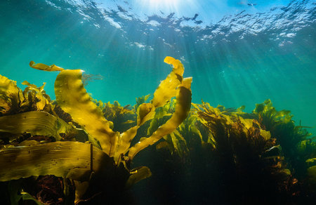 seaweed south of Chileの写真素材