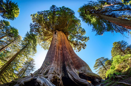 a forestの写真素材