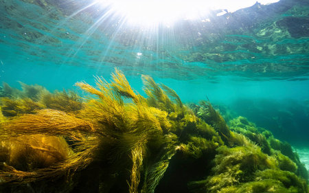 seaweed south of Chile
