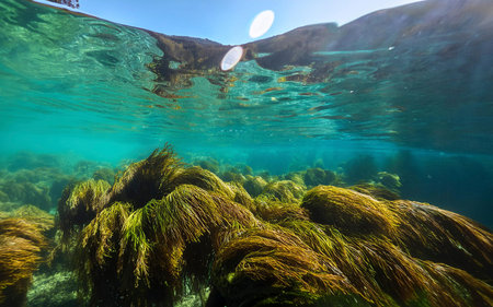 seaweed south of Chile