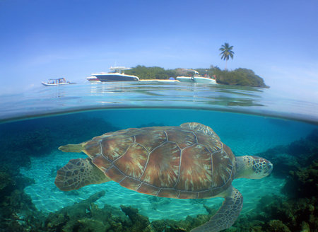 a sea turtle on a reef on an island off the coast of Venezuela