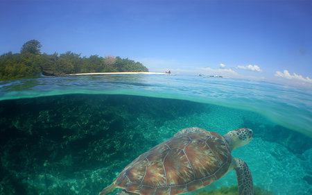 a sea turtle on a beach in the caribbean seaの写真素材