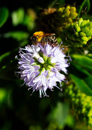 A bee on a flower in summer