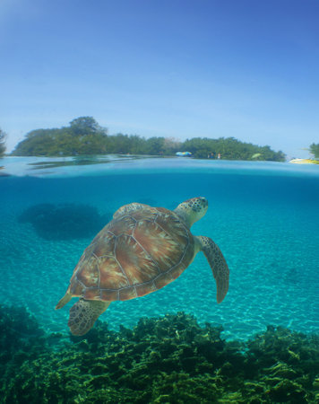 a sea turtle on a reef in the caribbean seaの写真素材