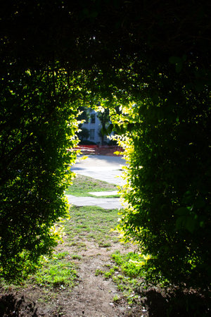 a vegetation tunnel in a gardenの写真素材