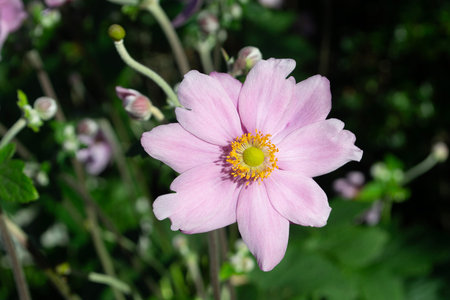 a flower in spring in a garden
