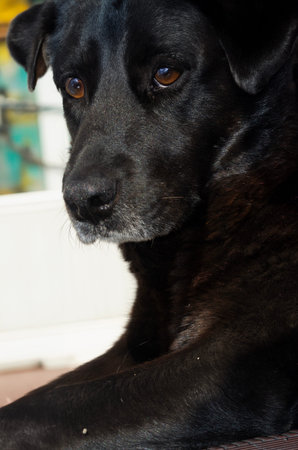 a black dog relaxingの写真素材