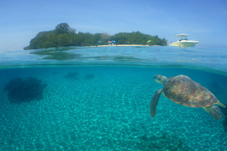 A majestic green sea turtle swimming gracefully in the crystal-clear waters of an exotic Caribbean islandの写真素材