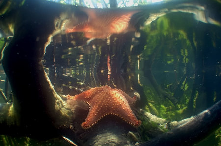 A vibrant red starfish resting in the shallow, crystal-clear waters of a Caribbean mangrove.の写真素材