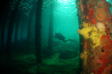 A scuba diver exploring an underwater pier teeming with colorful corals, sponges, and diverse marine life around the island of CuraÃ§aoの写真素材