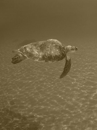 An exquisite image captures a majestic sea turtle gracefully swimming through the crystal-clear waters of the Caribbean Seaの写真素材