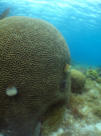 Stunning underwater photograph of a large brain coral on a vibrant reef in CuraÃ§aoの写真素材