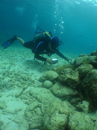 A scuba diver explores the clear tropical waters. The image captures the beauty of the Caribbean Sea