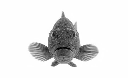 Image of a grouper fish isolated on a completely white background, clearly showing its shape,...