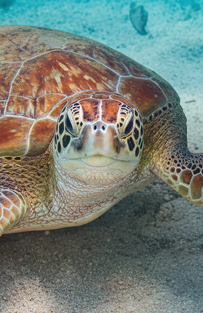 A graceful green sea turtle glides peacefully above a vibrant coral reef in the clear tropical waters.の写真素材