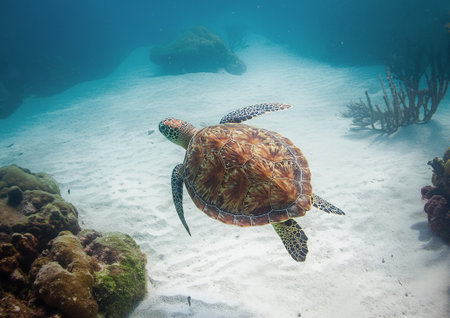 A graceful green sea turtle glides peacefully above a vibrant coral reef in the clear tropical waters of CuraÃ§ao.の写真素材