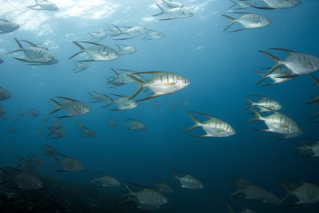 A shimmering school of silver fish glides gracefully through the clear Caribbean waters.の写真素材