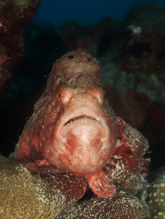 Close-up of a pink frogfish perched on a reef.