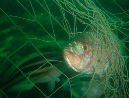 A powerful underwater scene showing a fish entangled in an illegal fishing net on a coral reef...