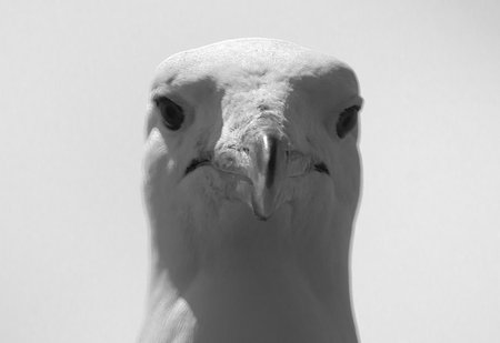 Close-up portrait of a seagull looking directly at the camera on the southern coast.の写真素材