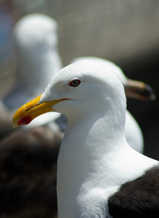 A coastal seagull standing by the ocean along the shores of Chileの写真素材