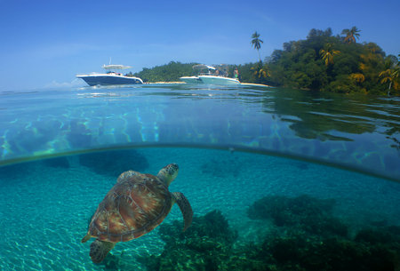 a sea turtle on a reef in the caribbean sea