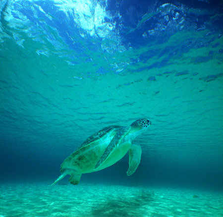 a sea turtle on a beach in the caribbean sea