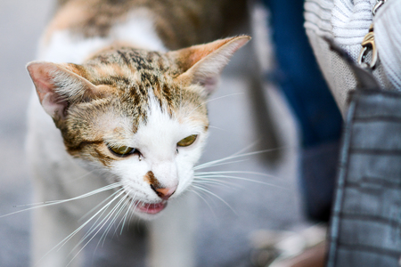 the cat with white and brown pattern threatedの写真素材