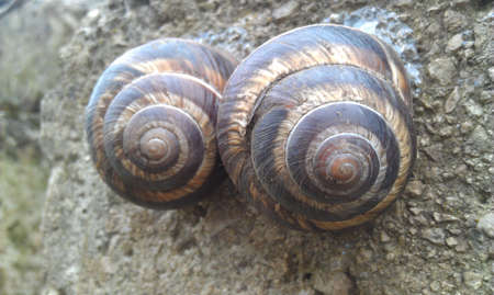 turborilla pairの写真素材
