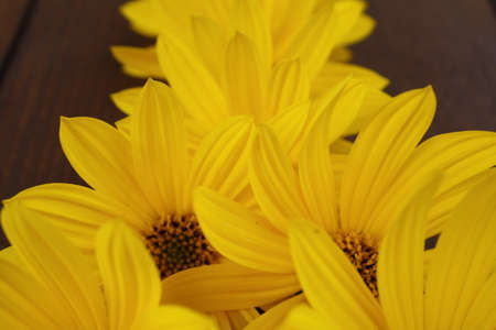 yellow flowersの写真素材