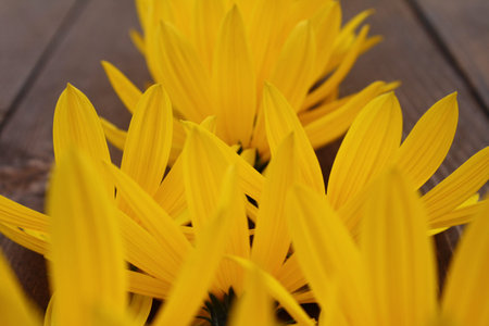 yellow flowers