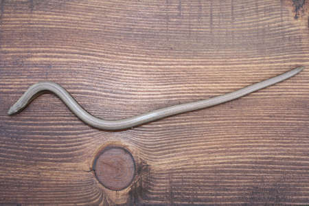 The serpent on the texture of the woodの写真素材
