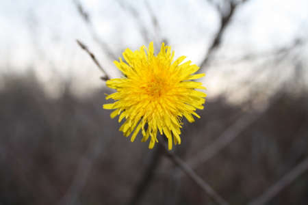 Dandelionの写真素材