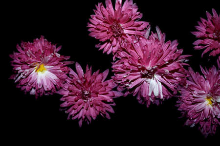 chrysanthemums on a black backgroundの写真素材