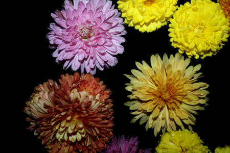 chrysanthemums on a black backgroundの写真素材