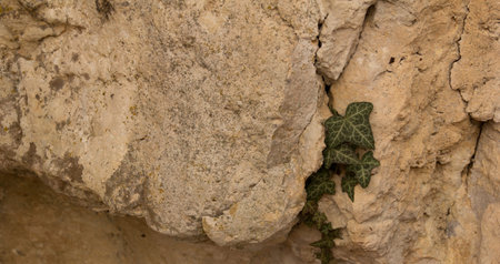 the wild ivy creeping  in the rock