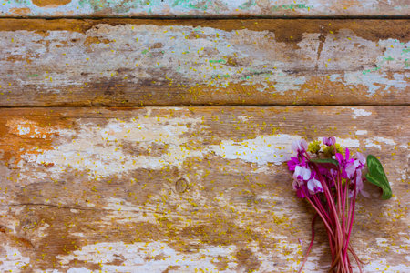 early spring flowers on the old Board