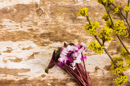 early spring flowers on the old Boardの写真素材