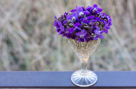 a bouquet of purple violets in a glassの写真素材