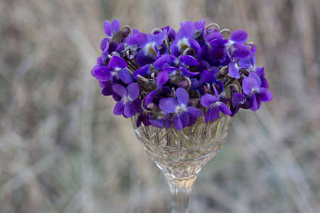a bouquet of purple violets in a glassの写真素材